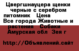 Цвергшнауцера щенки черные с серебром питомник › Цена ­ 30 000 - Все города Животные и растения » Собаки   . Амурская обл.,Зея г.